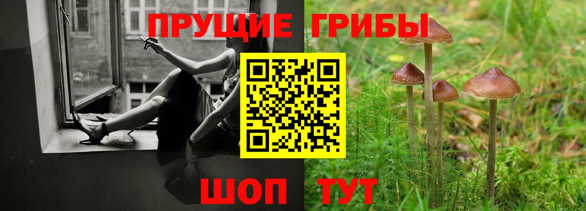 Псилоцибиновые грибы Psilocybine cubensis Ессентуки